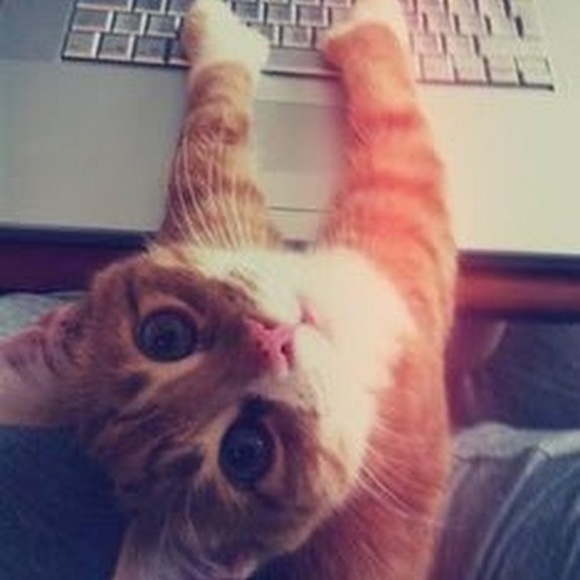 Meet your Posher, Ava - Picture 1 of 1